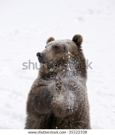 Grizzly Bear slapping Paws to remove snow