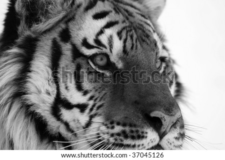 Black and White Siberian Tiger Close Up