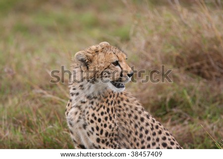 Young Cheetah alertly looking to the right