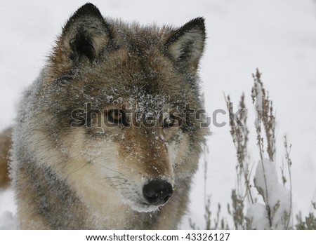 Closeup of North American Grey Wolf