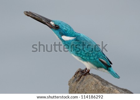 small blue cerulean kingfisher eating fish