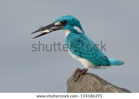 small blue cerulean kingfisher captured fish