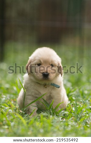 cute golden retriever puppy with funny expression