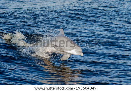A dolphin in the Gulf of Mexico on the Alabama Gulf Coast.