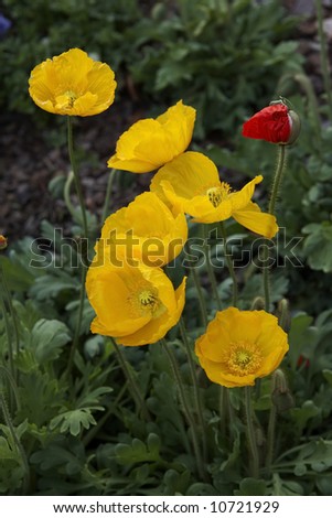 Freshly bloomed yellow poppies.
