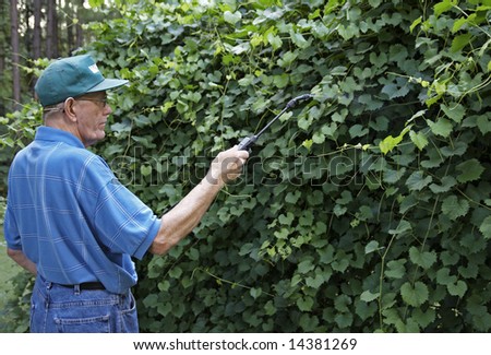 A man spraying his muscadine grape plants with pesticides.
