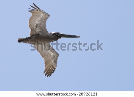 A pelican in flight over the water against a blue sky at Gulf Shores Alabama.