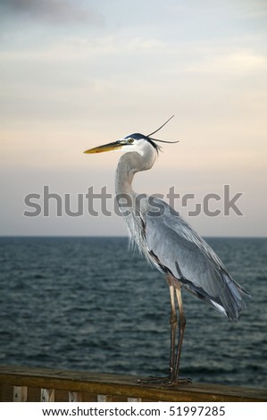 A heron resting on a pier in Gulf Shores Alabama.