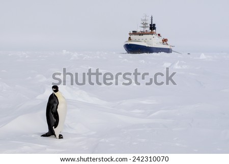 An emperor penguin standing in front of a polar ice breaker research vessel