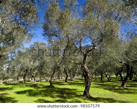 Olive trees at Southern Italy