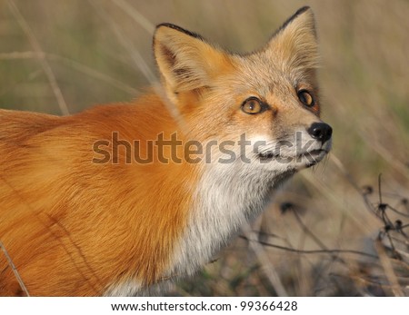 Red Fox looking at the Sky