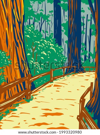 WPA poster art of redwood trees in Muir Woods National Monument in Golden Gate National Recreation Area, San Francisco , California, United States done in works project administration style.