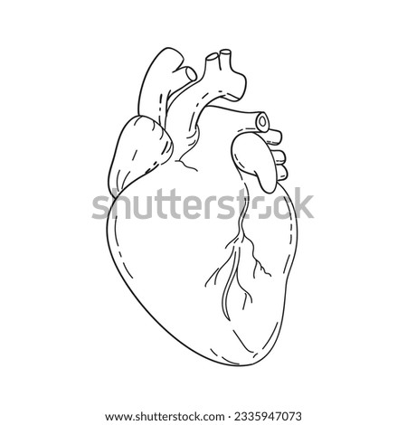 Line drawing illustration of human heart anatomy showing the two upper chambers left atrium and right atrium and two lower chambers left and right ventricles done in monoline style black and white.