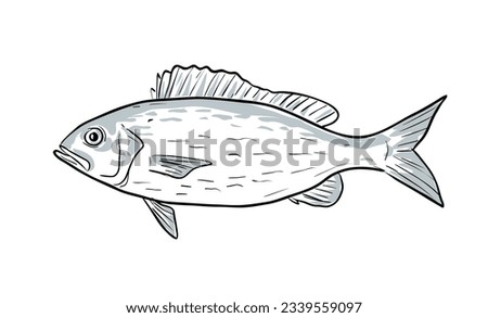 Cartoon style drawing sketch illustration of a Vermilion Snapper, Rhomboplites aurorubens, Snapper, Beeliner, Clubhead snapper, Night snapper, Besugo, Rubia fish of the Gulf of Mexico isolated.