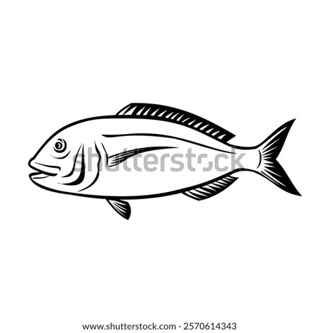 Retro style illustration of an Akashi sea bream, a red variety of sea bream caught in the sea off Akashi City, Hyogo Prefecture, Japan viewed from side on isolated background in black and white.