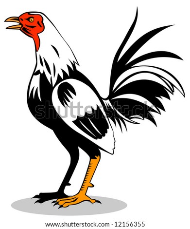 Fighting Game Cock Stock Photo 12156355 : Shutterstock