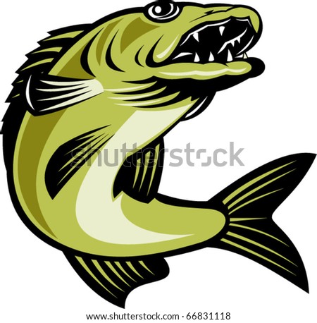 Vector Retro Illustration Of A Walleye Fish Jumping Isolated On White ...