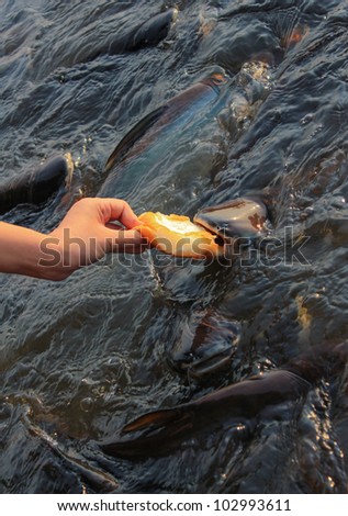 Pangasius fish eat the bread