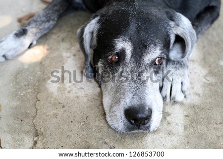 Sad old dog