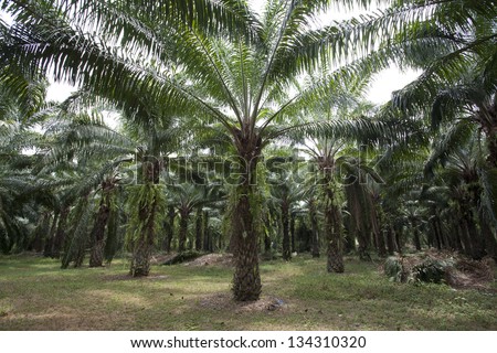 Oil palm plantation in southern Thailand