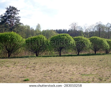 Decorative trees