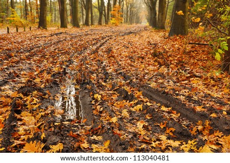 Muddy path - Mud puddle on a forest road with autumn leafs