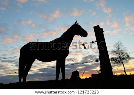 Horse silhouette - Silhouette of a horse and 	 barling against a dusk cloudy sky