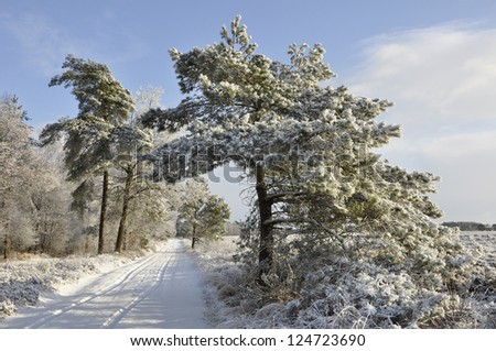 Pine tree with Snow - Snowy path in forest