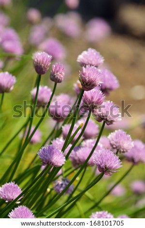 A clump of flowering purple chives, a fresh herb - Allium schoenoprasum