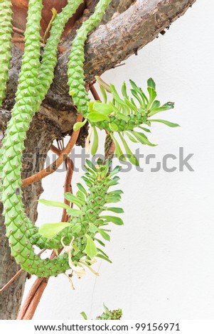 exotic Ivy tree on white background