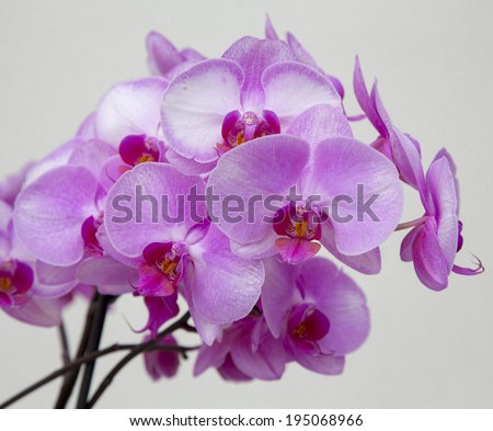orchid flowers grow in the park, growing flowers, orchid in a greenhouse