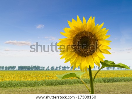 Lonely sunflower on a background of a field with sunflowers