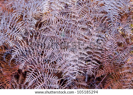 Close up view of some dry fern leaves