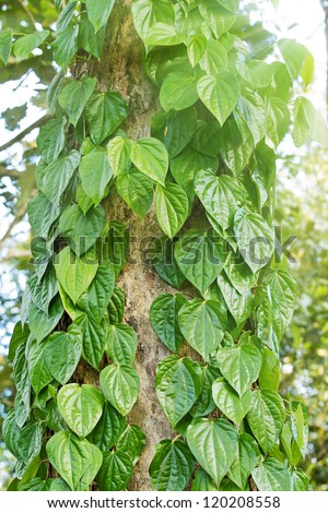 Green Betel leaf plants on tree trunk with sun rays as background
