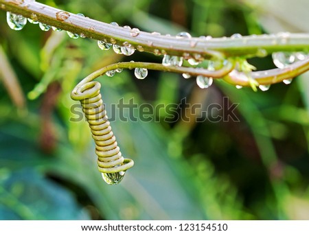 Macro photo of a spiral of mustache creeper plant with raindrop on nature background