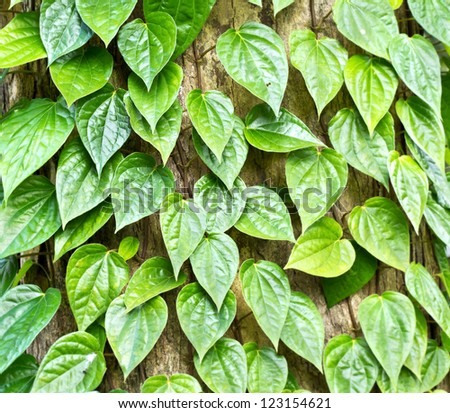 Green Betel leaf plants on tree trunk as background