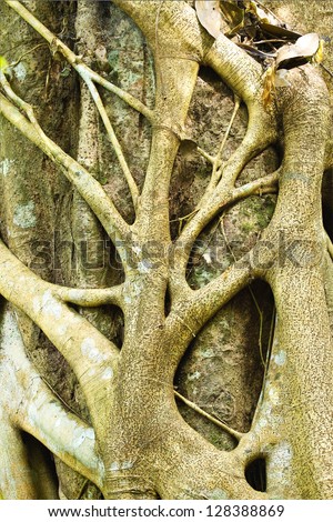 Tropical and strong tree roots in the forest close up view