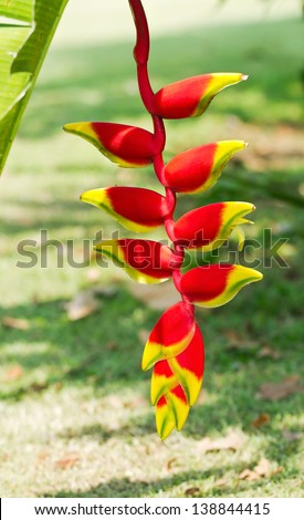 Close up of Heliconia tropics flower with green natural background (Crab Claws; Heliconia rostrata)