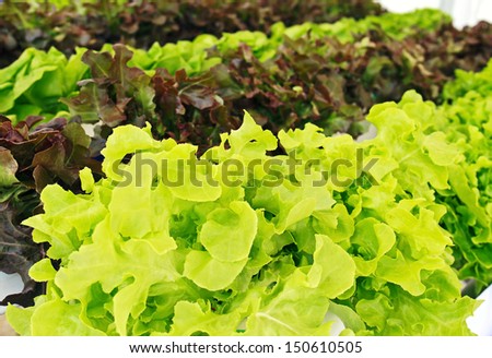 Fresh green and red salad vegetable is growing in greenhouse