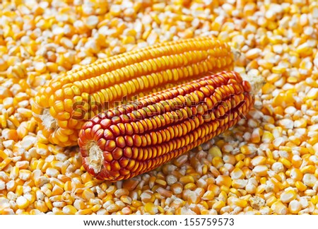 Red and yellow corn on corn kernels