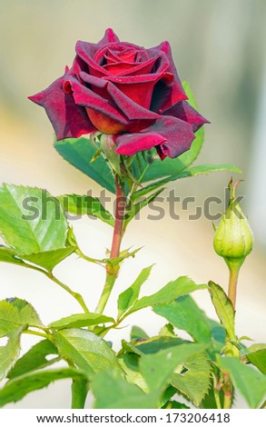 Close up a bouquet of beautiful red rose blossom with dewdrop in morning time