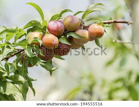 Group of purple (orange) plums get ripe on branch. (Prunus japonica)
