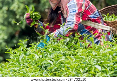 Tea worker picking tea leaves in tea plantation in northern of Thailand