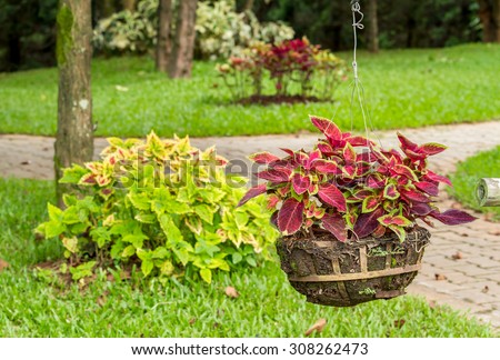 Close up of colorful coleus plant growth in flower pot hanging in garden