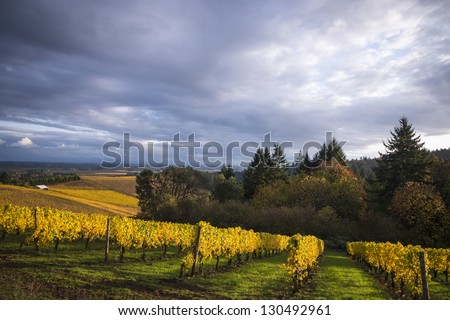 Changing vineyard leaves in fall, Willamette Valley, Oregon