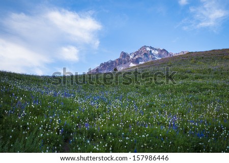 Summer wildflowers on Mt. hood in the cascade range of Oregon