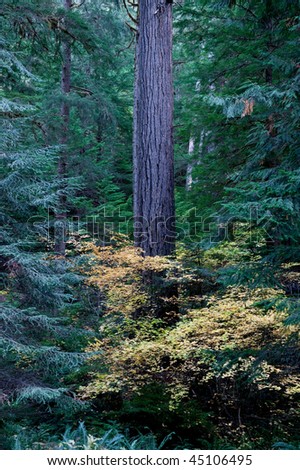 Trunk of Douglas Fir in Pacific Northwest forest