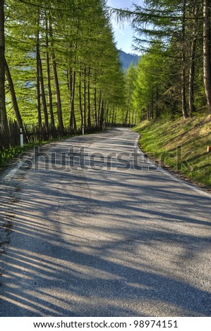 A paved road in a green forest in spring