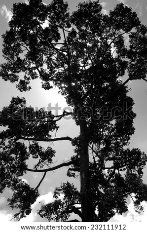 big tree and sky in black and white