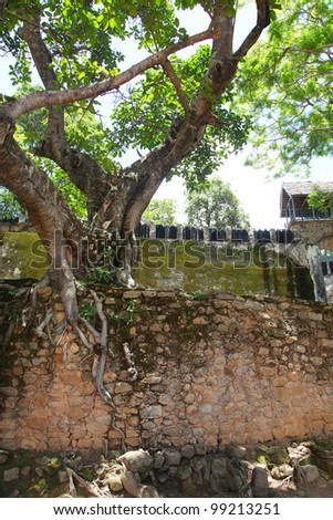 nairobi/wall tree/